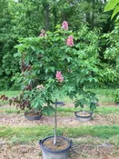Aesculus X Carnea ‘Briotii’