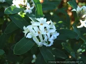Daphne x transatlantica 'Blafra' Eternal Fragrance PPAF, Eternal Fragrance Daphne
