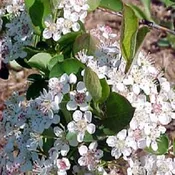 Aronia melanocarpa<br>Black Chokeberry