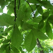 Carya ovata ~ Shagbark Hickory