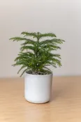 Large Mason Grey