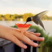 Hummingbird Ring Feeder