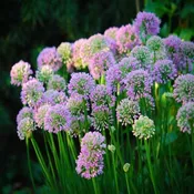 Allium ‘Millenium’