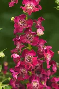 ANGELONIA – ARCHANGEL FUCHSIA