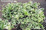 Pothos NJoy