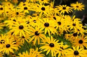 Black-Eyed Susan