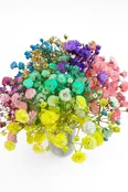 Baby’s Breath Gypsophila Tinted