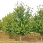 Acer buergerianum 'ABMTF' ~ Aeryn® Trident Maple