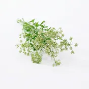 Anise Herb Seed