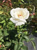 Sugar Moon — K and M Nursery