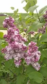 Syringa vulgaris ‘Atheline Wilbur’
