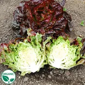 Alkindus Organic, NOP-Compliant Pellet, Lettuce Seeds