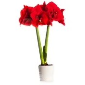 Amaryllis