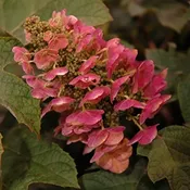 Hydrangea, Oak Leaf ‘Ruby Slippers’ #3