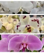 POTTED ORCHID PLANTS