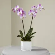 The FTD Orchid Planter