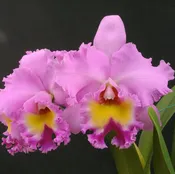 *FLASK* Bc. Donna Kimura x Blc. Waianae King