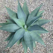 Agave celsii albicans X attenuata ‘Blue Haze’