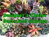 Large Succulent Garden