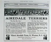 1920 Airedale Terrier's Weston, NJ Cute Vintage Dog Photo Print Ad