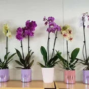Orchids