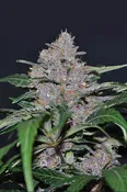 BLUE DREAM: FEM