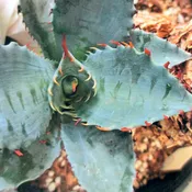 Agave ‘Frosty Crystal’