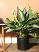 10" Aglaonema Silverado