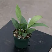 ANTHURIUM BIG BILL 4IN