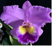 Blc. Dream Trader 'Rudak' AM/AOS