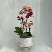 7″ Orchid Circular Pot