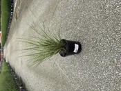 Feather Reed Grass, Overdam #1