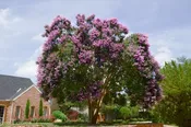 Purple Twilight Crape Myrtle Trees