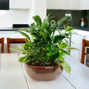 Ceramic Dish Garden