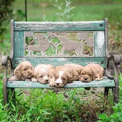 Ani\’mates 3D Holographic Card – Puppies on bench