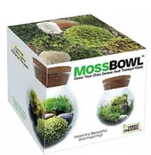 Moss Bowl Grow Your Own Oasis – LGMB-290
