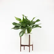 Cylinder Planter with Wood Stand