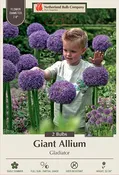 Allium Gladiator 2PK