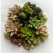 45+ Succulent Cuttings for Arrangements