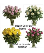 1 DOZEN COLORED