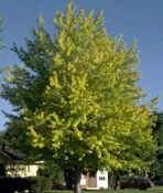 Acer saccharum ‘Bailsta’ Cal 2.5
