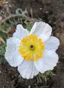 Argemone munita - Prickly Poppy, Chicalote (Seed)