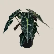 Alocasia Polly (Alocasia x Amazonica ‘Polly’) – 6 Inch Indoor Houseplant