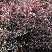 Carolina Midnight Loropetalum