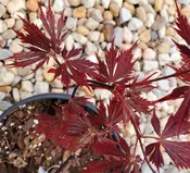 Black Lace Japanese Maple