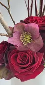 Rose Hellebore — IXIA