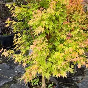 Acer palmatum 'Sango Kaku' (Coral Bark Japanese Maple)