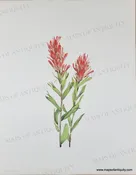 1925 - Alberta Paintbrush. Castilleja miniata Bentham - Antique Print