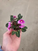 African Violet