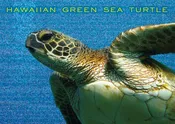 25-Pack Hawaii Generic Postcards Honu 5x7